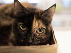 Adopt PAHKET a Tortoiseshell Domestic Mediumhair / Mixed (medium coat) cat in