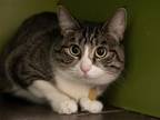 Adopt NASHWA a Brown or Chocolate Domestic Mediumhair / Mixed (medium coat) cat