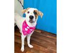 Adopt Nala a White Great Pyrenees dog in Weatherford, TX (38970244)