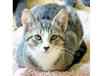 Adopt Carter a Brown Tabby Domestic Shorthair (short coat) cat in Carlinville