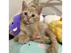 Adopt Dixie a Orange or Red Domestic Shorthair / Domestic Shorthair / Mixed cat