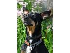 Adopt Shirley a German Shepherd Dog / Mixed dog in Bracebridge, ON (39003632)