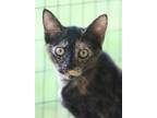 Adopt Poppy a Domestic Shorthair / Mixed (short coat) cat in North Fort Myers
