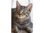 Adopt Simon a Domestic Shorthair / Mixed (short coat) cat in North Fort Myers