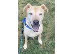 Adopt Lenox a Tan/Yellow/Fawn Labrador Retriever / Mixed dog in San Antonio