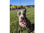 Adopt Rocky a American Staffordshire Terrier / Mixed dog in Grand Rapids