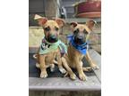 Adopt Baby Frodo a Tan/Yellow/Fawn - with Black Shepherd (Unknown Type) /