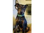 Adopt Ipkiss (In Foster) a Black German Pinscher / Mixed dog in New Orleans