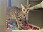 Adopt Dora a Brown or Chocolate Domestic Shorthair / Domestic Shorthair / Mixed