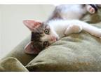 Adopt Jacques a Domestic Shorthair / Mixed (short coat) cat in Philadelphia
