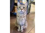 Adopt Baby a Gray, Blue or Silver Tabby Domestic Shorthair / Mixed (short coat)