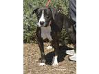 Adopt Nix* a American Pit Bull Terrier / Mixed dog in Pomona, CA (39011852)