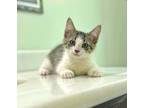 Adopt Archer a Domestic Short Hair