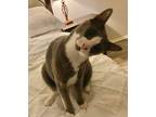 Adopt Jackson Storm a Gray or Blue (Mostly) Domestic Shorthair (short coat) cat