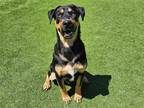 Adopt TROJAN a Black Doberman Pinscher / Labrador Retriever / Mixed dog in