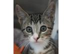 Adopt X-Man a Brown Tabby Domestic Shorthair (short coat) cat in Encinitas