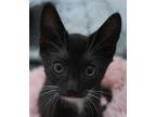 Adopt Xander a Black & White or Tuxedo Domestic Shorthair (short coat) cat in