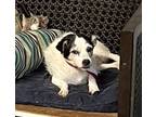 Adopt Daisy 4 - DD a Jack Russell Terrier / Mixed dog in Columbia, TN (38942257)