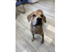Adopt Cheddar a Tan/Yellow/Fawn Hound (Unknown Type) / Mixed dog in South Bend