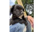 Adopt Thumper a Mixed Breed