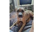 Adopt Candyland a Tan/Yellow/Fawn American Pit Bull Terrier / Mixed dog in