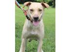 Adopt Cher a Tan/Yellow/Fawn Golden Retriever / Mixed dog in Morton Grove