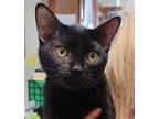 Adopt Horace a All Black Domestic Shorthair / Domestic Shorthair / Mixed cat in
