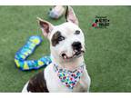 Adopt Dugout a White American Pit Bull Terrier / Mixed dog in Kansas City