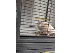 Adopt Willow 72 a White Dove / Mixed bird in Cleveland, OH (39049737)