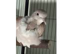 Adopt Robin 79 a White Dove / Mixed bird in Cleveland, OH (39039549)
