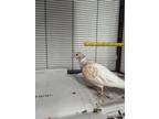 Adopt Abracadabra 73 a White Dove / Mixed bird in Cleveland, OH (39049735)