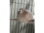 Adopt Maple 78 a White Dove / Mixed bird in Cleveland, OH (39039761)