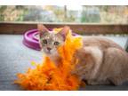 Adopt Dean a Orange or Red Tabby Domestic Shorthair (short coat) cat in