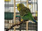 Adopt Vermhat a Green Budgie bird in Grandview, MO (39032277)