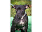 Adopt Hopper a Black Terrier (Unknown Type, Small) / Retriever (Unknown Type) /