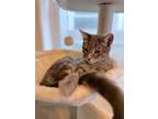 Adopt Pedro Pawscal a Brown Tabby Domestic Shorthair / Mixed (short coat) cat in