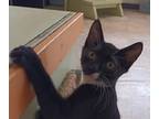 Adopt Tony a All Black Domestic Shorthair / Domestic Shorthair / Mixed cat in