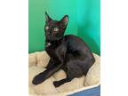 Adopt Axel a All Black Domestic Shorthair / Domestic Shorthair / Mixed cat in