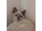 Adopt Titus a White Siamese / Domestic Shorthair / Mixed cat in Houston