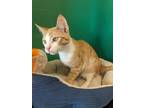 Adopt Augustine a Orange or Red Domestic Shorthair / Domestic Shorthair / Mixed