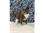 Adopt Orlana a Gray or Blue Domestic Mediumhair / Domestic Shorthair / Mixed cat