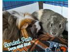 Adopt Olaf a Black Guinea Pig / Guinea Pig / Mixed small animal in Mentor