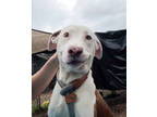 Adopt Drizzle a White Mixed Breed (Medium) / Mixed dog in Chamblee