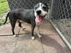 Adopt panda a Brindle - with White Boston Terrier / Mixed dog in Titusville