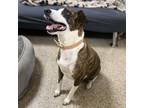 Adopt Hapi a Brindle Whippet / Mixed dog in Donalsonville, GA (39075179)