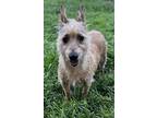 Adopt carmella a Tan/Yellow/Fawn Wirehaired Fox Terrier / Mixed dog in