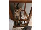 Adopt Tommy a Gray, Blue or Silver Tabby Domestic Shorthair / Mixed (short coat)