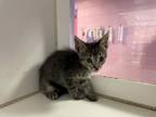 Adopt Ace a Brown Tabby Domestic Longhair / Mixed cat in El Paso, TX (39007037)