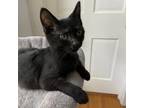 Adopt Bonded: Snoopy & Peppermint Patty a All Black Domestic Shorthair / Mixed
