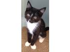 Adopt Meredith a All Black Domestic Shorthair / Domestic Shorthair / Mixed cat